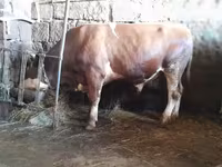 Ցուլ, Simmental cattle — լուսանկար 5