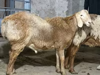 كبش, الأغنام — الصورة 1