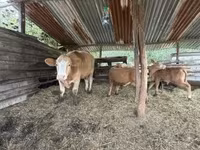Lembu betina, Simmental cattle — foto 3