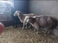 Capra, Alpine goat — foto 3