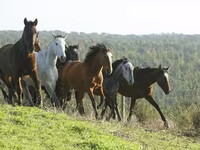 Kuda betina, Kazakh horse — foto 4