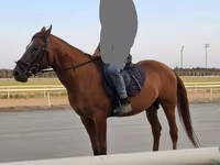 Kůň, Karabakh horse — foto 3