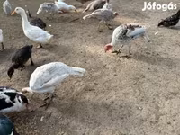 Turkeys — foto 2