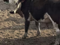گاو نر, گاو سفیدسر قزاقستانی — عکس 1