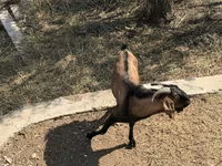 Koza, Alpine goat — zdjęcie 5