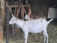 Koza, Alpine goat — foto 1