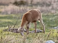 Ram, Katum sheep — photo 5