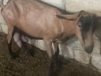 بز ماده, Alpine goat — عکس 2