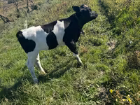 Ko, Russian Black pied cattle — foto 3