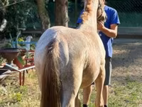 Koń, Konie — zdjęcie 2
