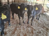 Toro, Blu Belga — foto 2