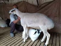 قوچ, Hissar sheep — عکس 5