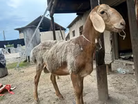 قوچ, Rhon sheep — عکس 8