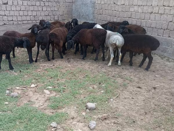 Montone, Hissar sheep