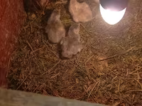 Chickens — ፎቶ 4