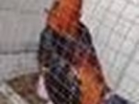 Chickens — عکس 4