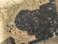 Անձրեւաորդ ձկների համար — Foto 1