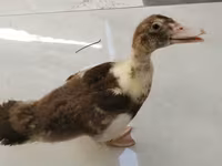 Ducks — foto 1