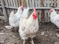 Chickens — 사진 1