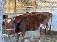 گاو ماده, گاو — عکس 5