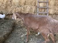 Widder, Arashan sheep — Foto 5