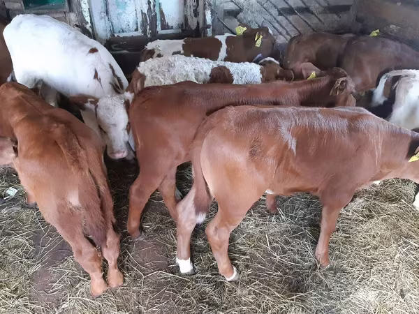 Bull, Simmental cattle