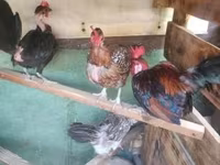 Chickens — photo 2