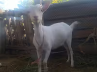 Ziege, Saanen goat — Foto 4