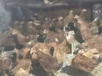 Chickens — 3. fotó
