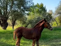 مادیان, Skyros Pony — عکس 3