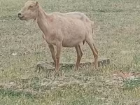 Ziegenbock, Alpine goat — Foto 1