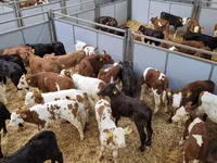 公牛, Cattle — 照片 1