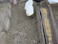 Ducks — φωτογραφία 2