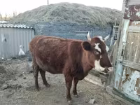 گائے, مویشی — تصویر 3
