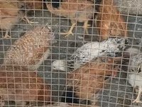 Chickens — عکس 5