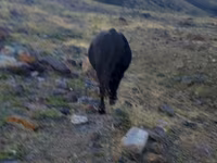 Lembu jantan, Aberdeen-Angus — foto 3