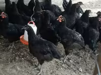 Chickens — 2 зураг