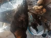 Chickens — sawirka 5