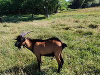 Buk, Nubian Goat — foto 4