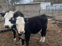 암소, Latvian Blue cattle — 사진 1