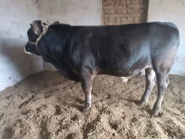گاو نر, Swiss cattle