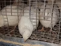 Quails — zdjęcie 2