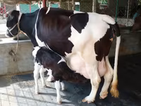 Bò cái, Bò nước — ảnh 2