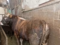 گاو نر, گاو — عکس 1