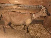 Goat, Alpine goat — photo 1