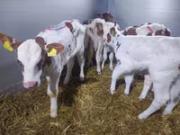 โคเนื้อ (เป็นล็อต, ไม่ระบุเพศ), Simmental cattle — รูปภาพ 2