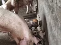 பெண் பன்றி, பன்றிகள் — புகைப்படம் 8