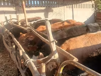 Sapi, Brown Mountain — foto 7