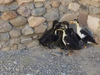 Ducks — foto 3
