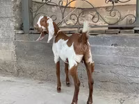 Koza, Kamori goats — foto 3